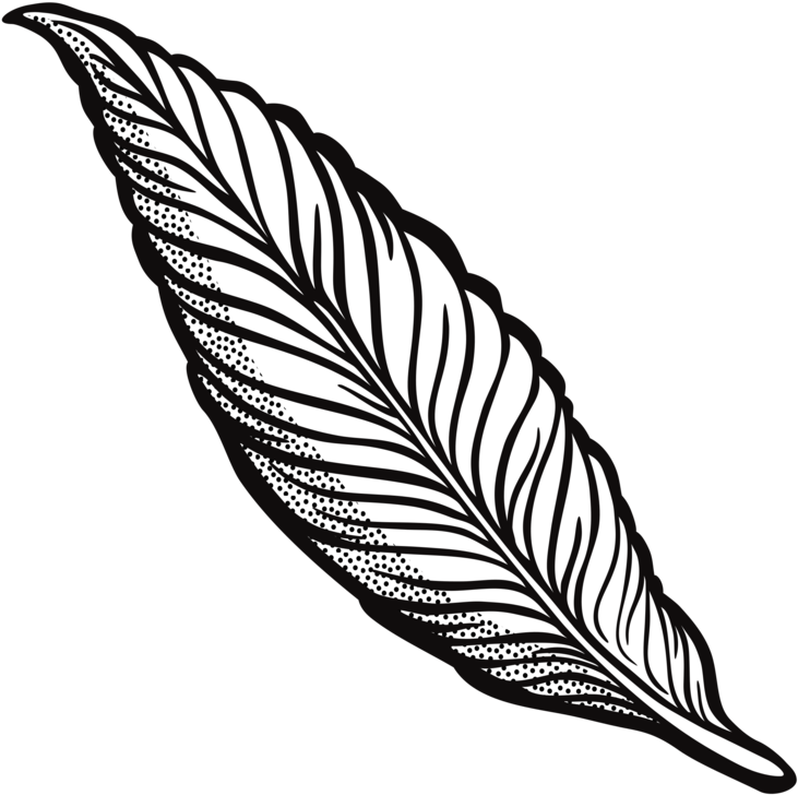 Detailed Feather Illustration PNG image