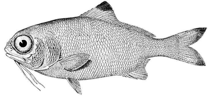 Detailed Fish Illustration Black Background PNG image