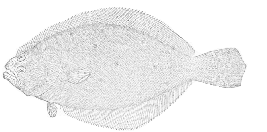 Detailed Flounder Sketch PNG image
