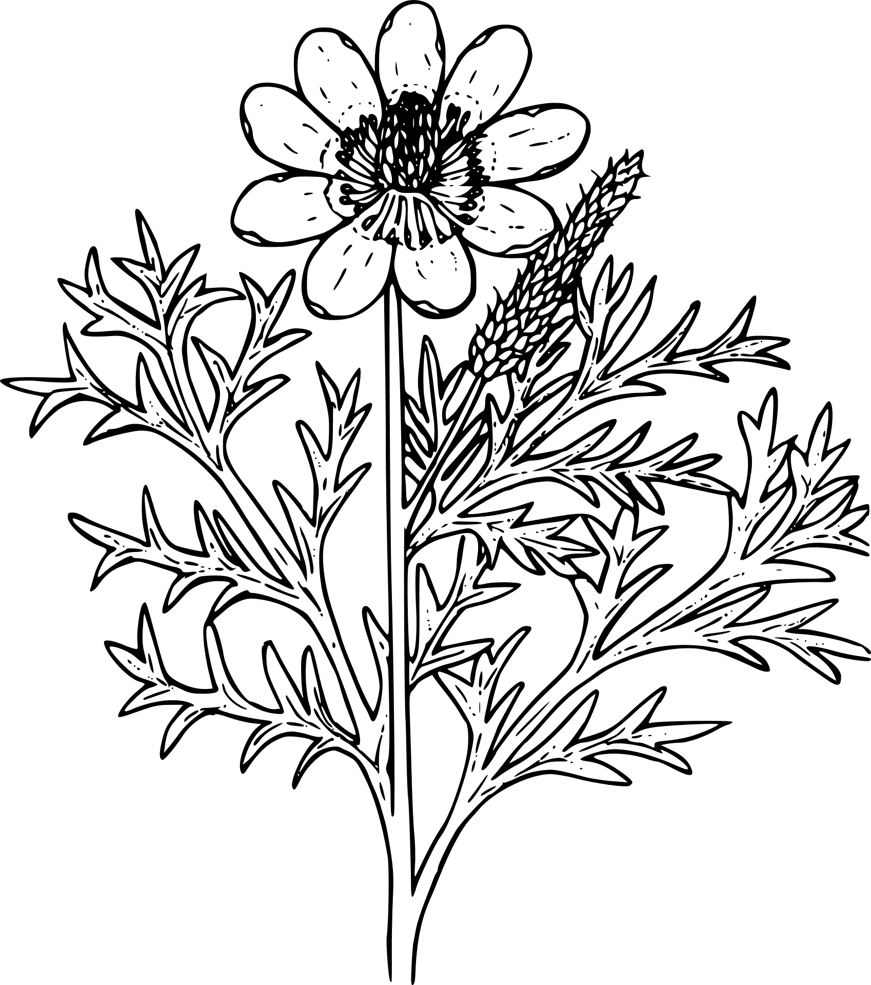 Detailed Flowerand Leaves Sketch PNG image