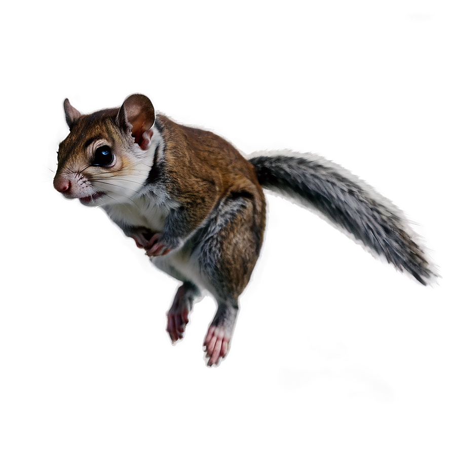 Detailed Flying Squirrel Png Avl PNG image