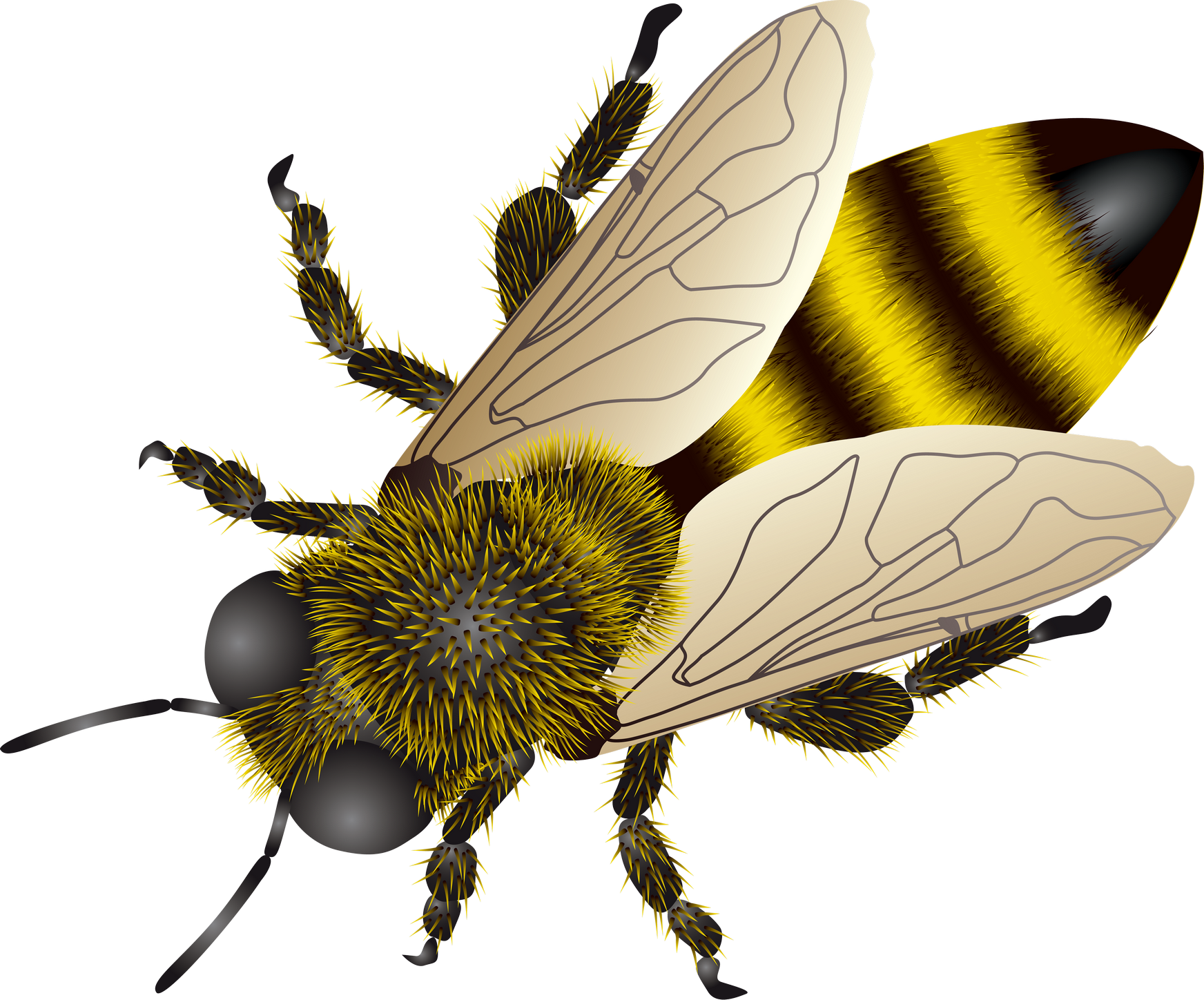 Detailed Honey Bee Illustration PNG image