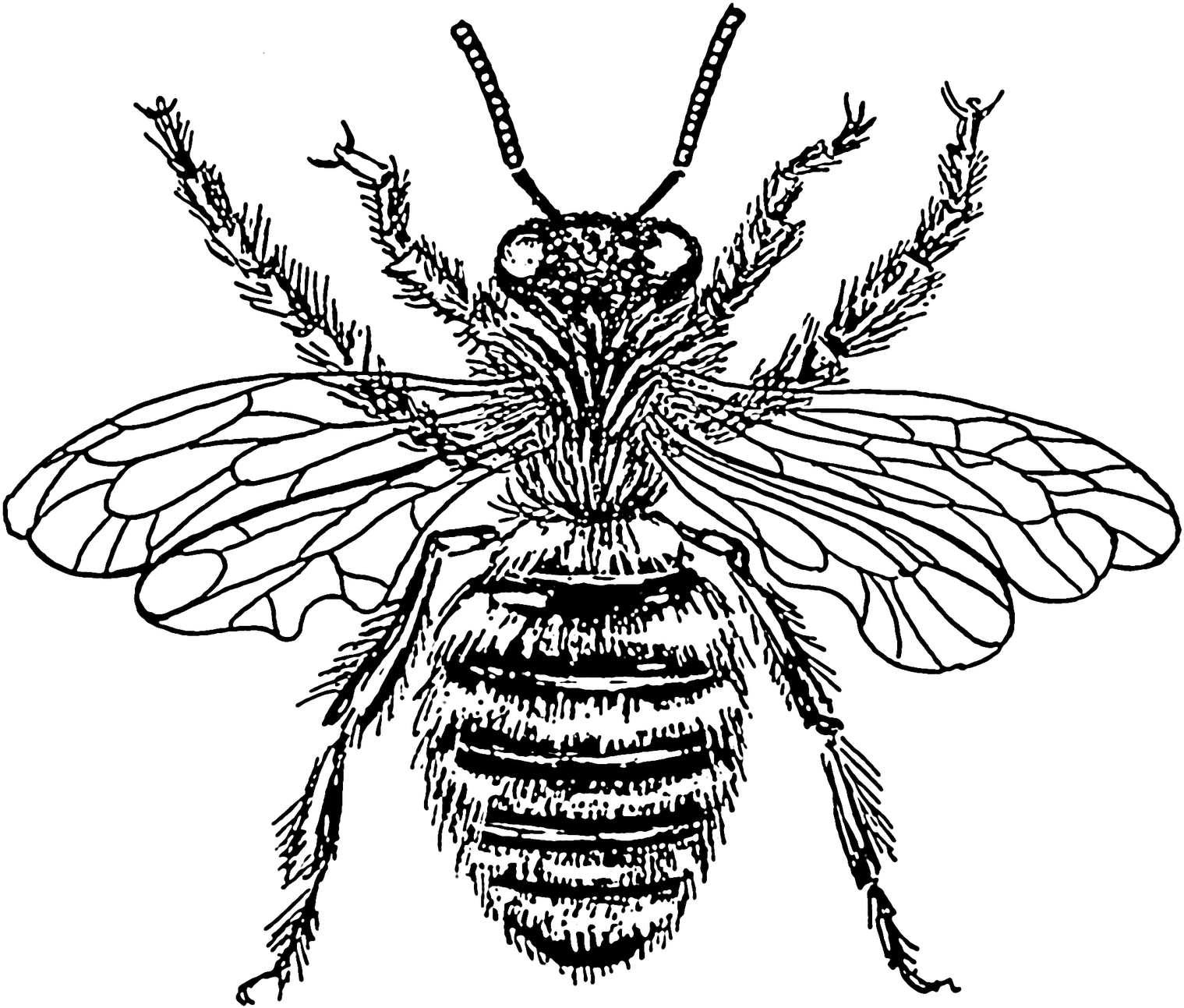 Detailed Honey Bee Illustration PNG image