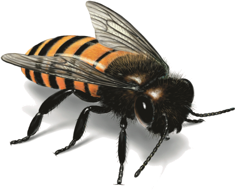 Detailed Honey Bee Illustration.png PNG image