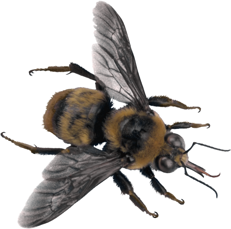 Detailed Honey Bee Macro PNG image