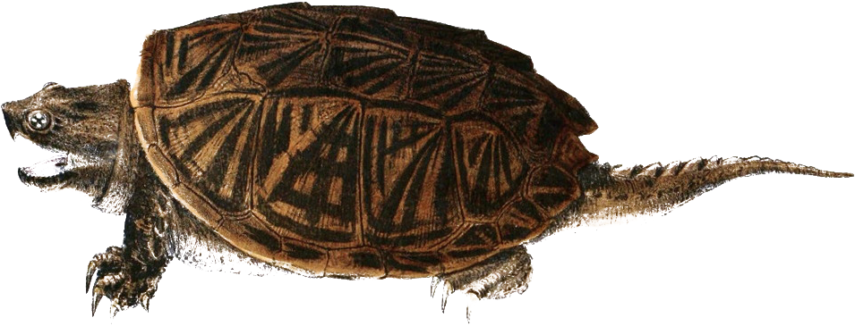 Detailed Illustrationof Turtle PNG image