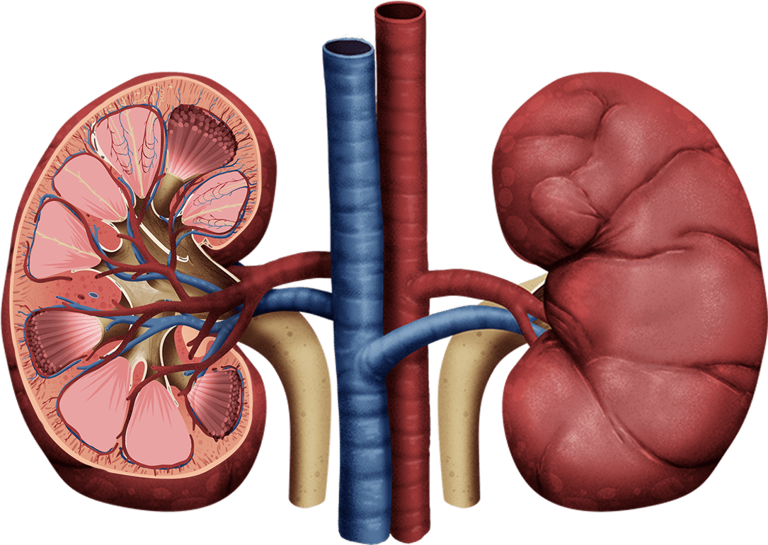 Detailed Kidney Anatomy Illustration PNG image