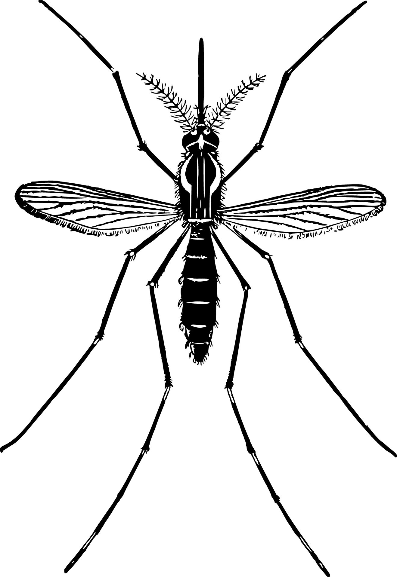 Detailed Mosquito Illustration.png PNG image