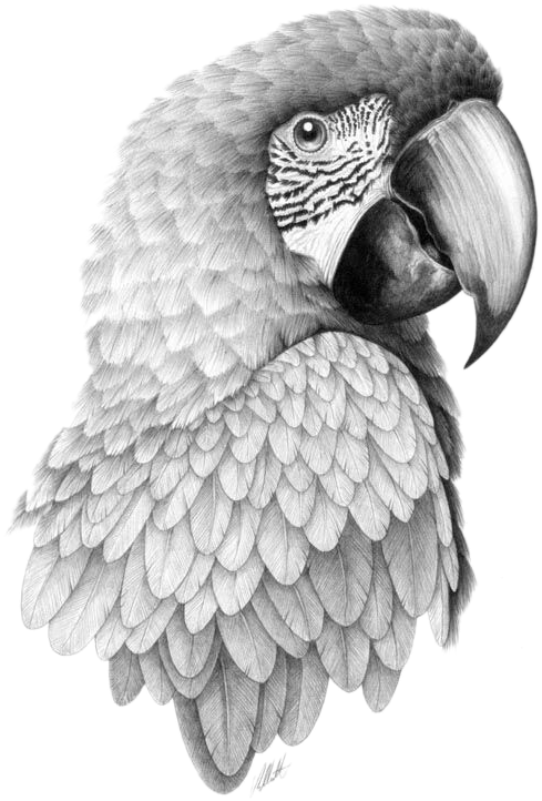 Detailed Parrot Sketch Artwork PNG image