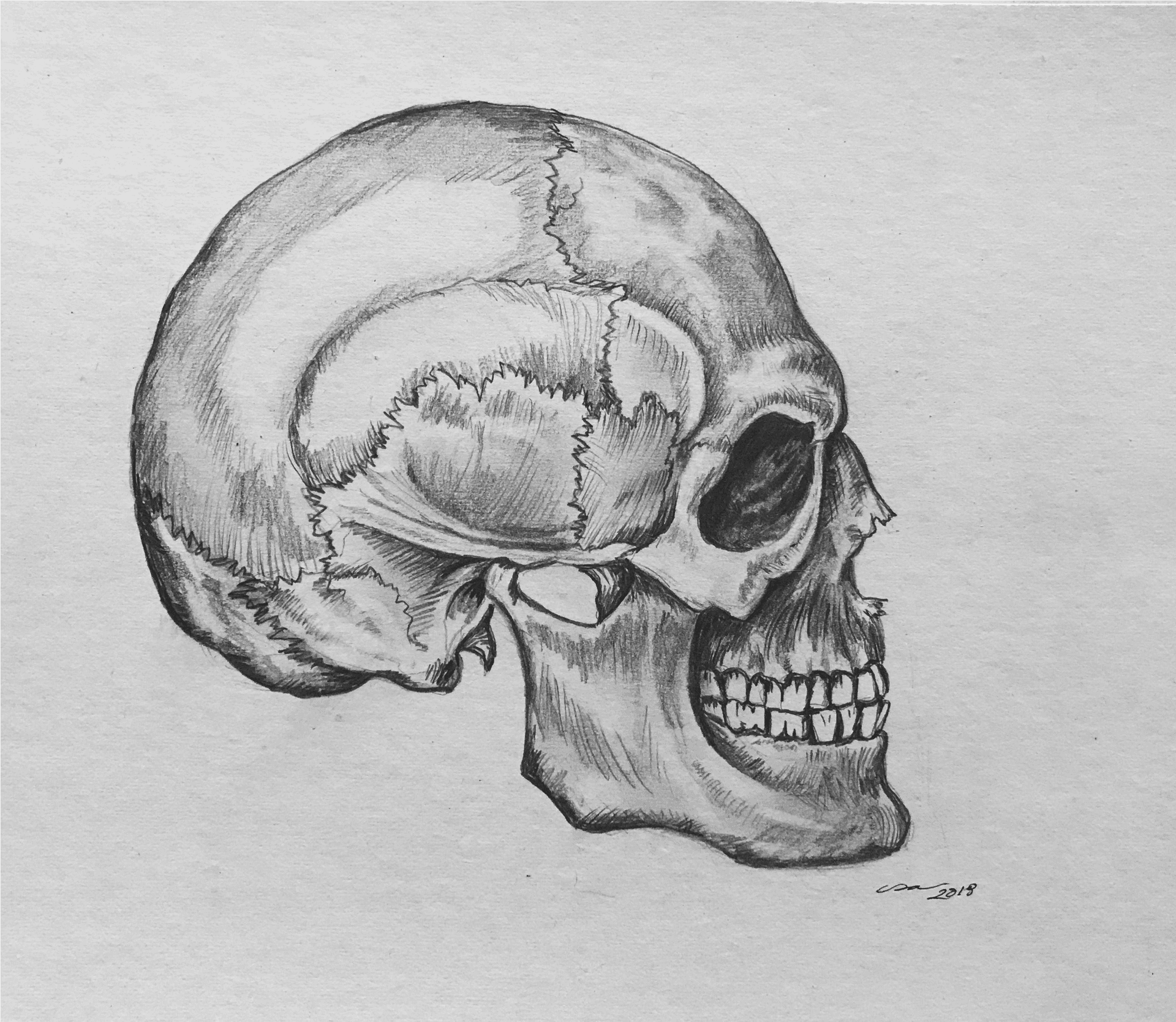 Detailed Skull Pencil Sketch2019 PNG image