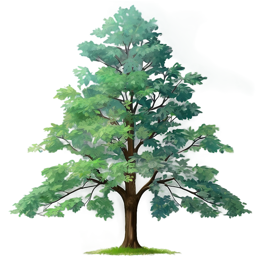 Detailed Tree Elevation Png 06262024 PNG image