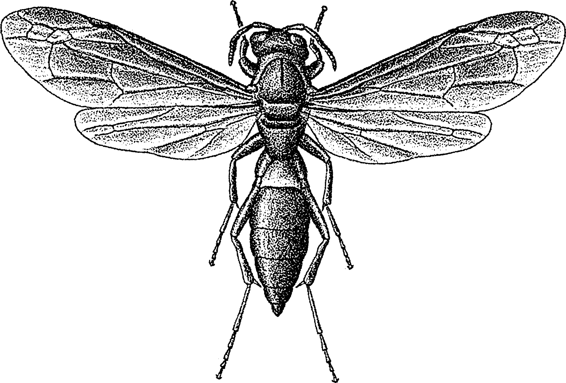 Detailed Wasp Illustration PNG image