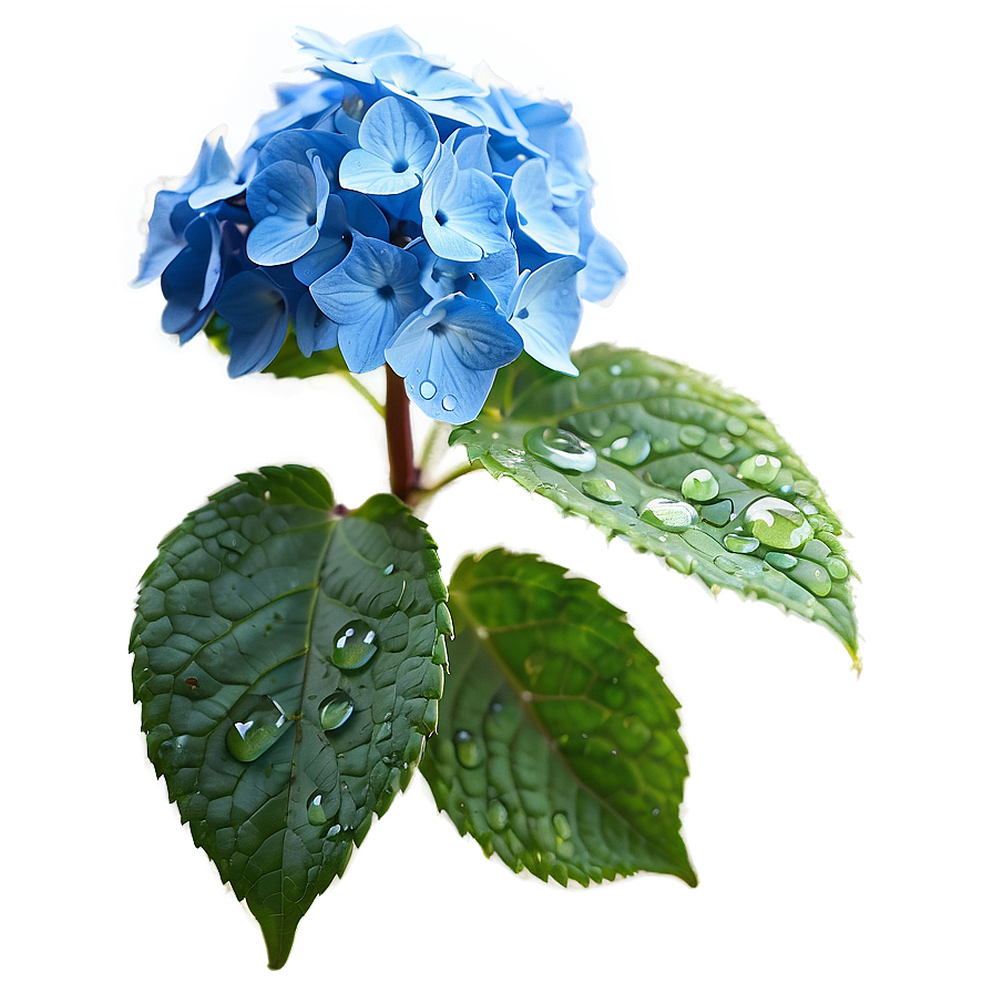 Dew On Hydrangea Png Rom PNG image