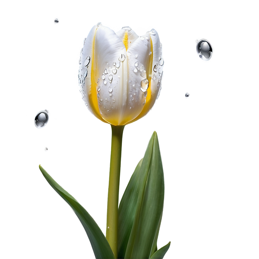 Dewy Tulip Png 38 PNG image
