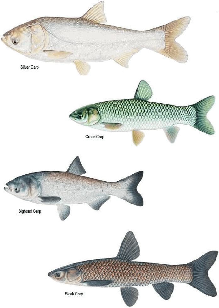 Different Carp Species Illustration PNG image