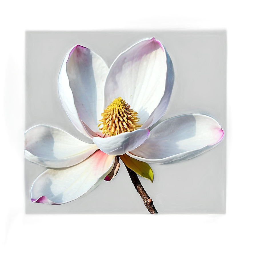 Digital Magnolia Flower Art Png Ckw PNG image