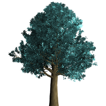 Digital Renderingof Tree Against Black Background PNG image