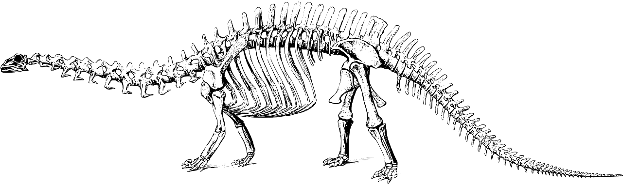Dinosaur Skeleton Illustration PNG image