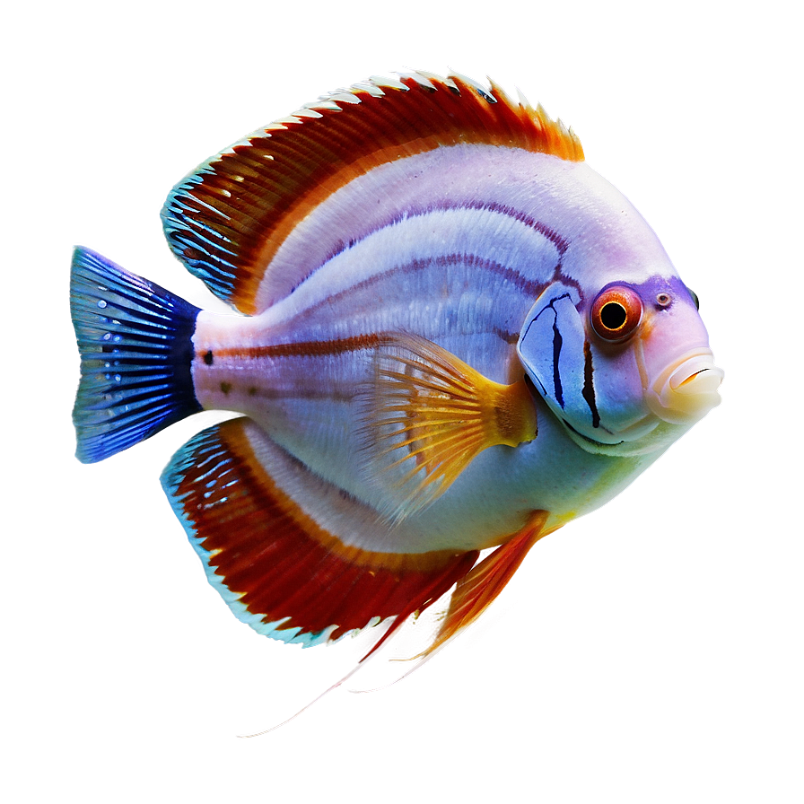 Discus Fish Png 04292024 PNG image