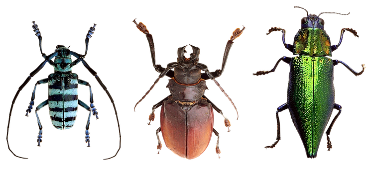 Diverse Beetle Species Showcase PNG image