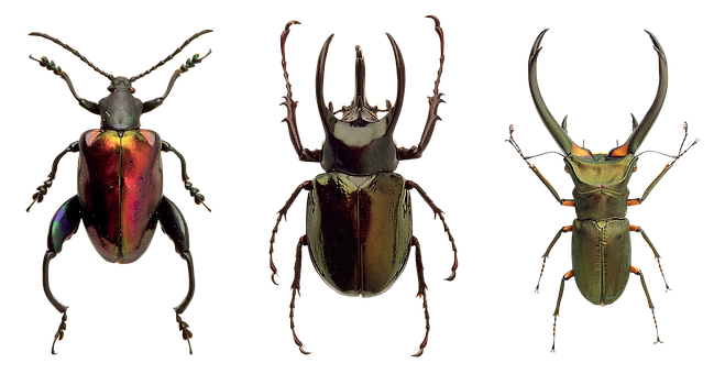 Diverse Beetle Species Triad PNG image
