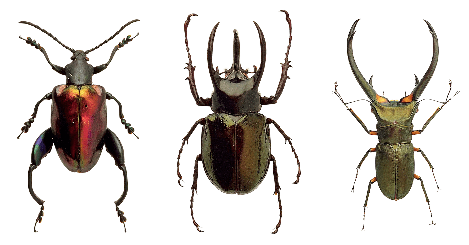 Diverse Beetle Species PNG image