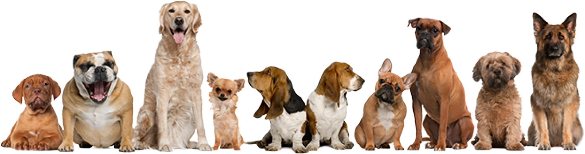 Diverse Dog Breeds Lineup PNG image