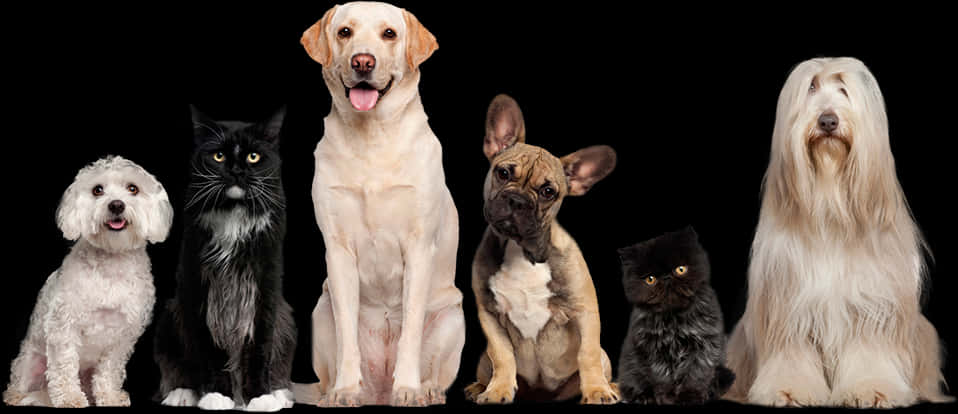 Diverse Dogand Cat Lineup PNG image