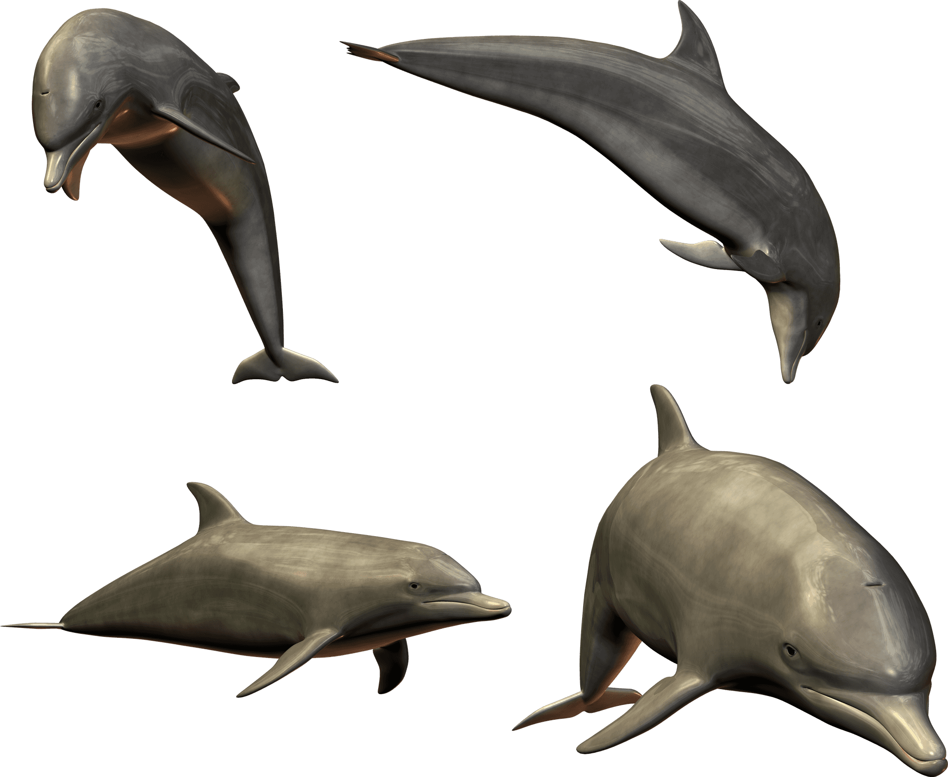 Diverse Dolphin Poses3 D Render PNG image