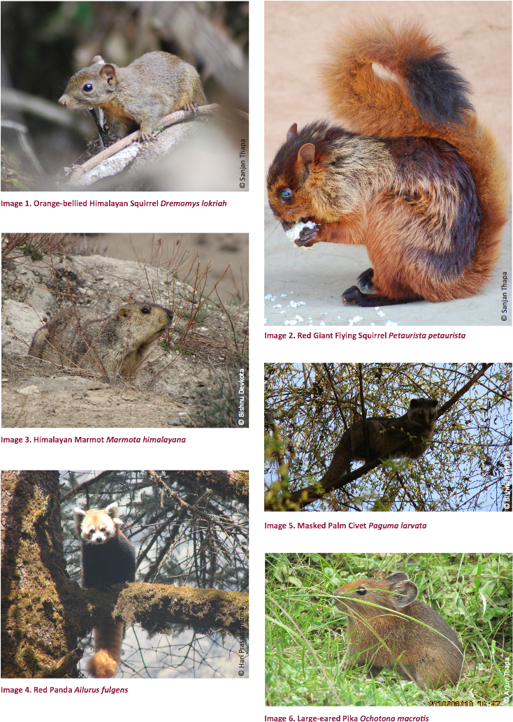 Diverse_ Squirrel_ Species_ Collage PNG image