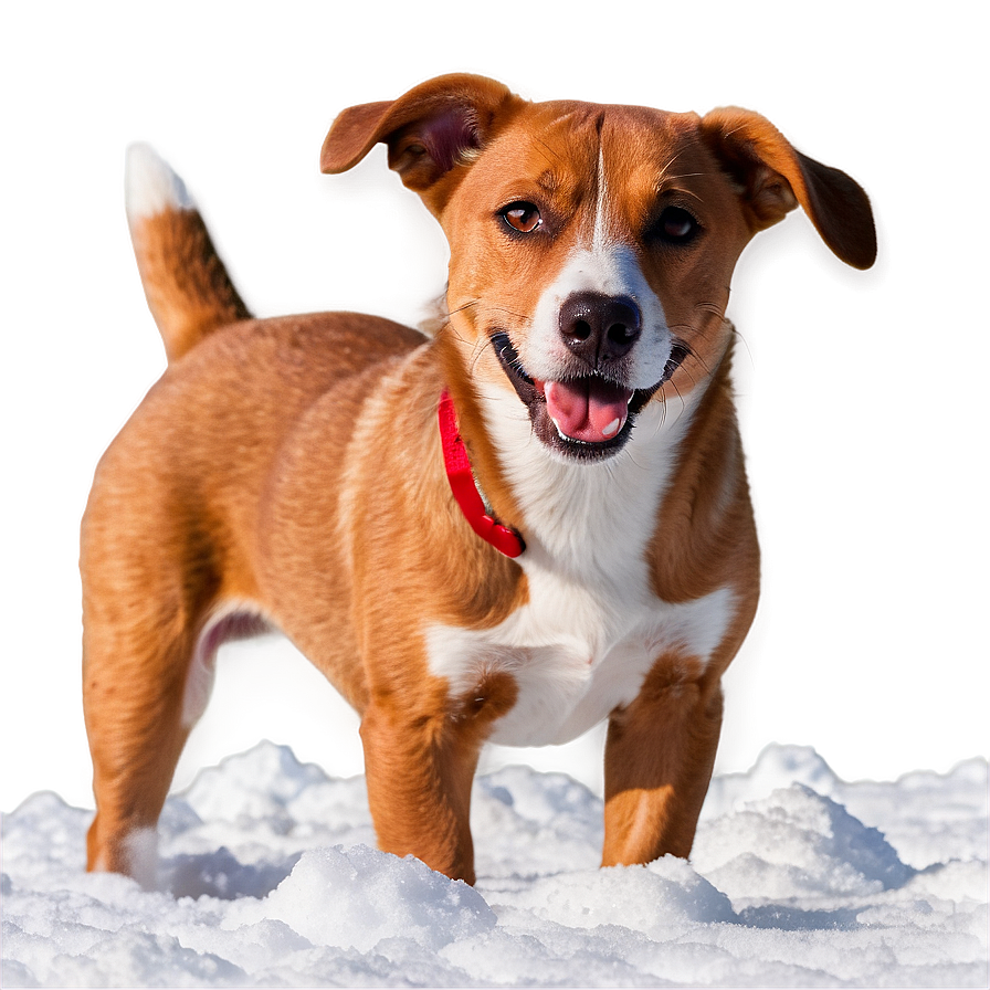 Dog In Snow Png Fpf PNG image