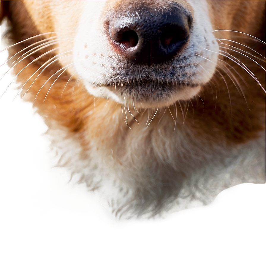 Dog Nose D PNG image