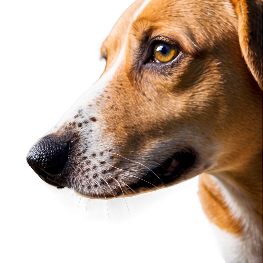 Dog Nose On Window Png 06272024 PNG image