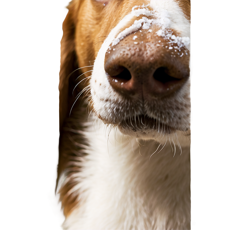 Dog Nose With Snowflakes Png 06272024 PNG image