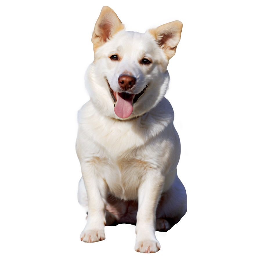 Dog Playing Transparent Png 05262024 PNG image