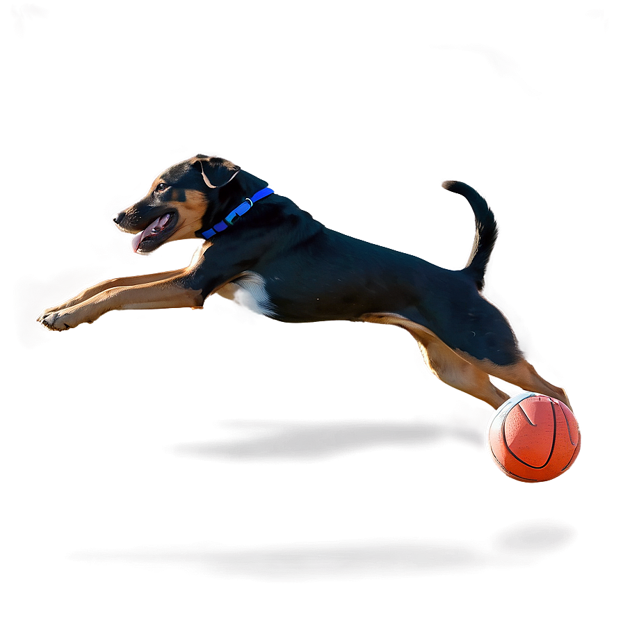 Dog Running With Ball Png Xje PNG image