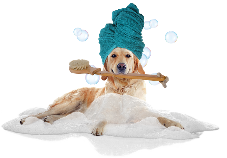 Dog Spa Day Bath Time PNG image