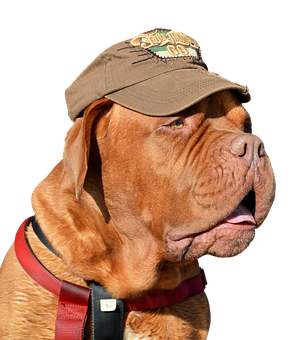 Dog Wearing Capand Harness PNG image