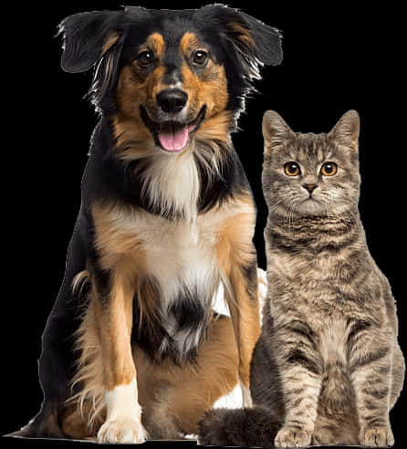 Dogand Cat Friends PNG image