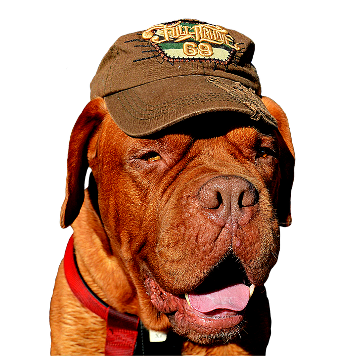 Dogin Cap Portrait PNG image