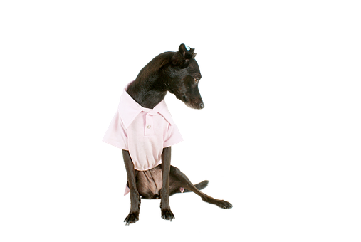 Dogin Pink Shirtand Bow PNG image