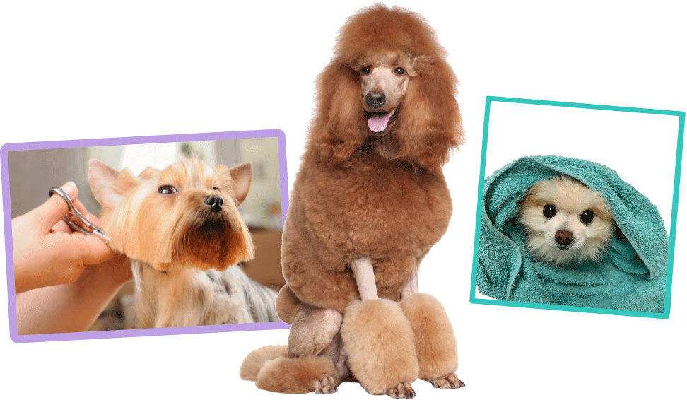 Dogs Grooming Bath Time PNG image