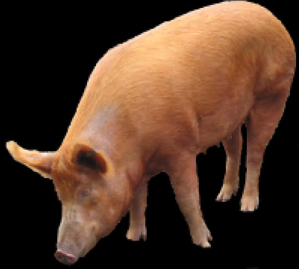 Domestic Pig Standing Black Background PNG image