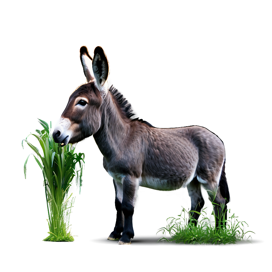 Donkey Eating Grass Png 05232024 PNG image