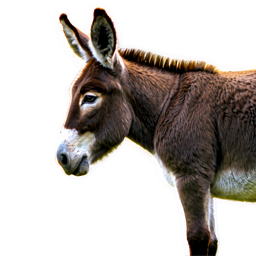 Donkey Family Png Nnq21 PNG image