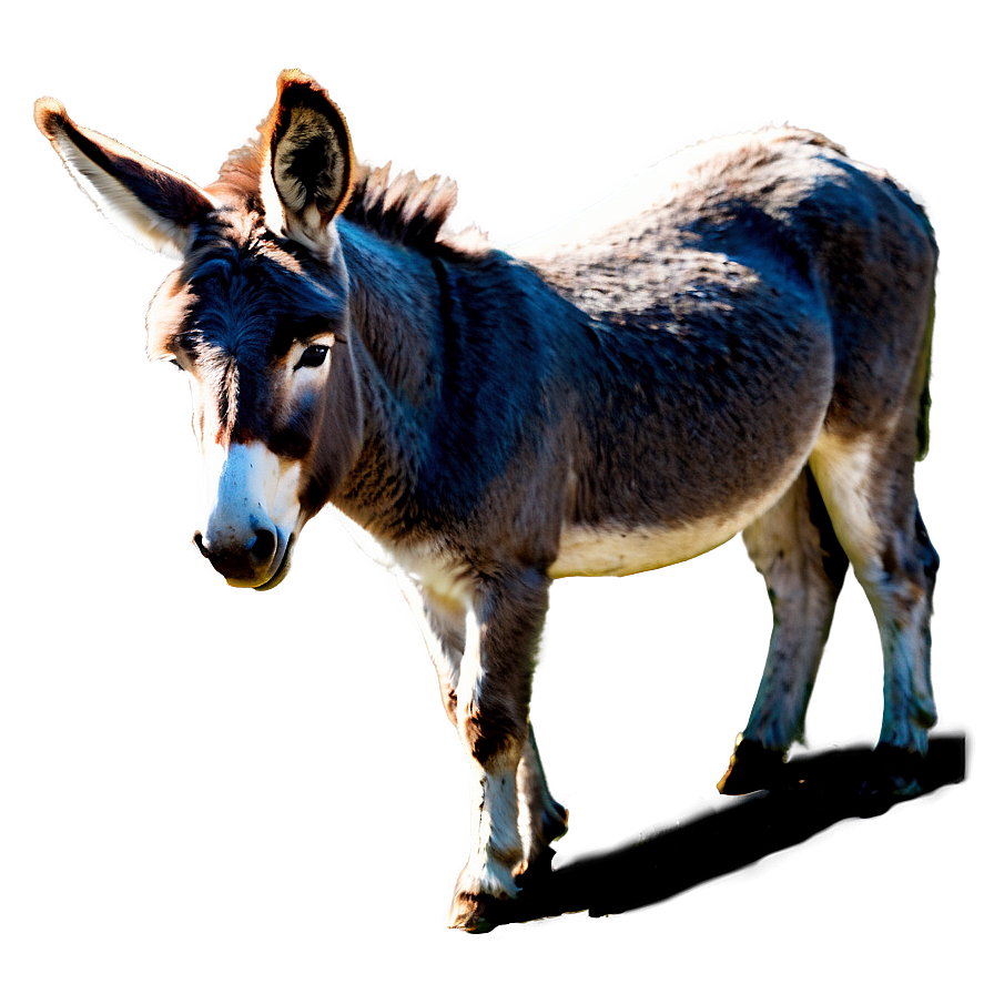 Donkey In Farmyard Png 44 PNG image