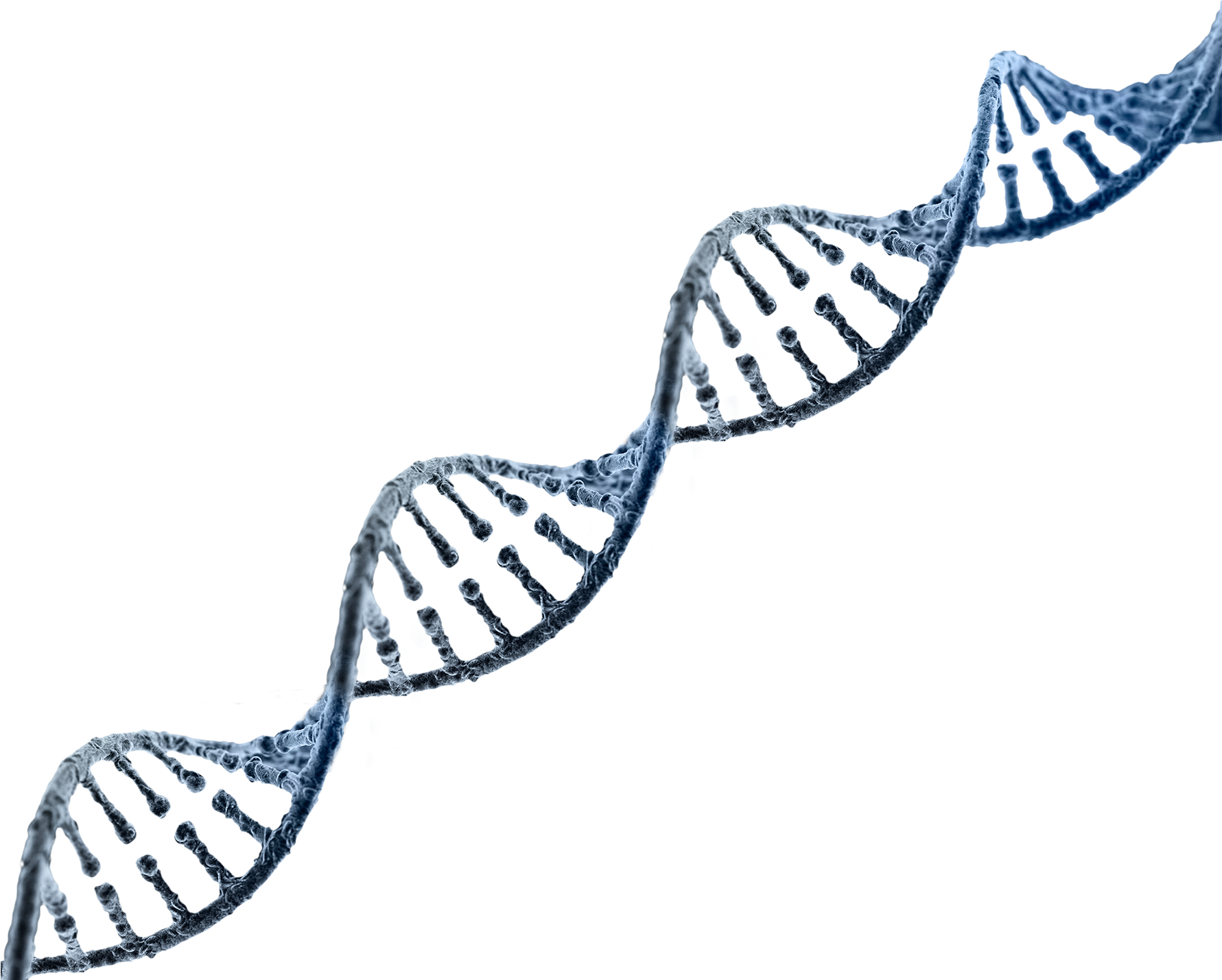 Double Helix D N A Structure PNG image