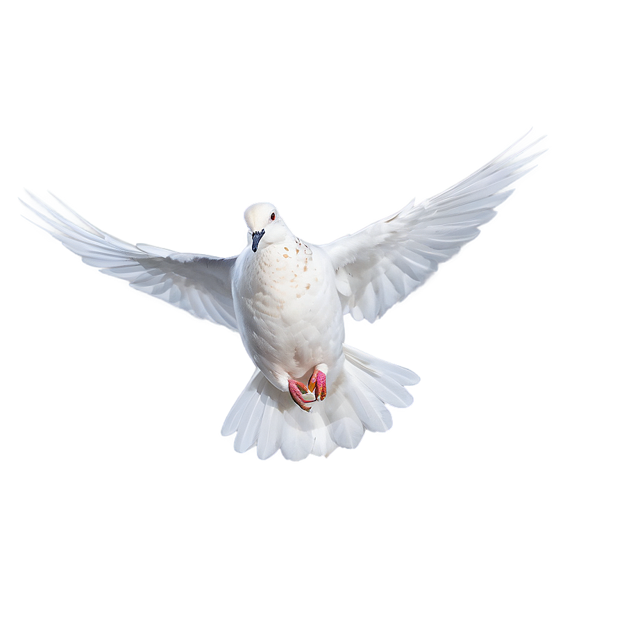 Dove In Flight Png 05042024 PNG image