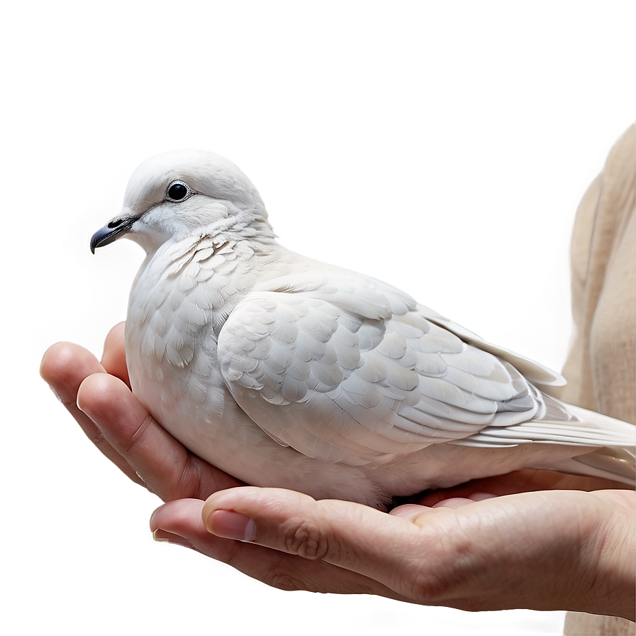 Dove In Hand Png Swp PNG image