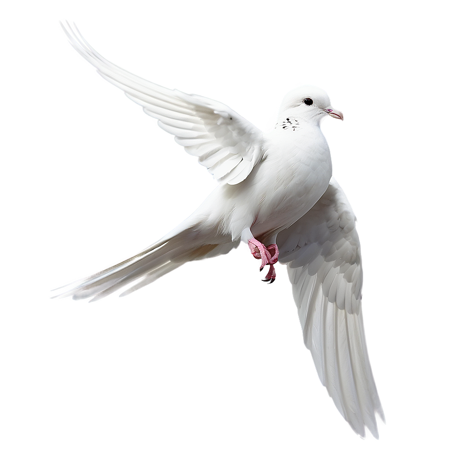 Dove Line Art Png 05042024 PNG image
